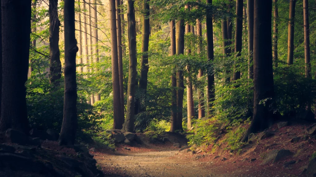 Forest